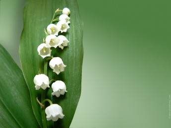 muguet-fete-du-travail